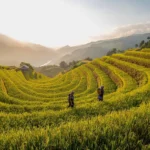 Podziemne zbiorniki na deszczówkę 3000 l i 3 m3 – jak wybrać najlepsze rozwiązanie dla Twojego domu?